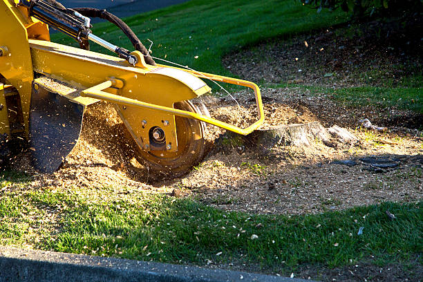 Best Emergency Storm Tree Removal  in Seymour, TN